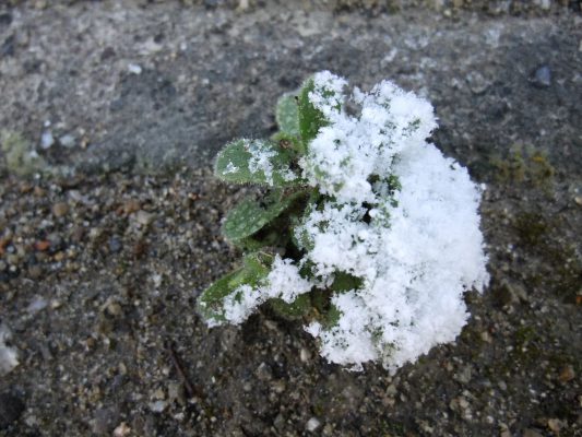 なごり雪