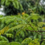 梅雨末期の雨