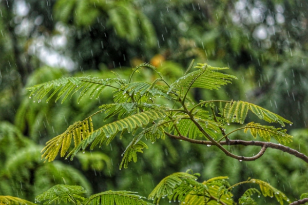 梅雨末期の雨