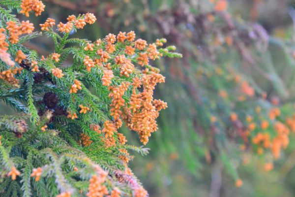 花粉の季節